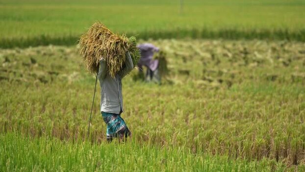 View of a farmer carrying harvested rice in a field Bangladesh. View of a farmer carrying harvested rice in a field Bangladesh.