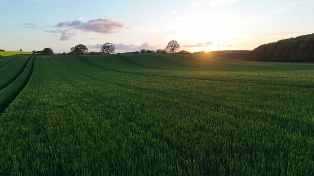 Aerial view of green fields at sunset Langballig Germany.