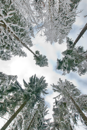 View of snow covered pine trees reaching towards a cloudy winter sky in a dense forest in Tatra County Lesser Poland Poland. View of snow covered pine trees reaching towards a cloudy winter sky in a dense forest in Tatra County Lesser Poland Poland.