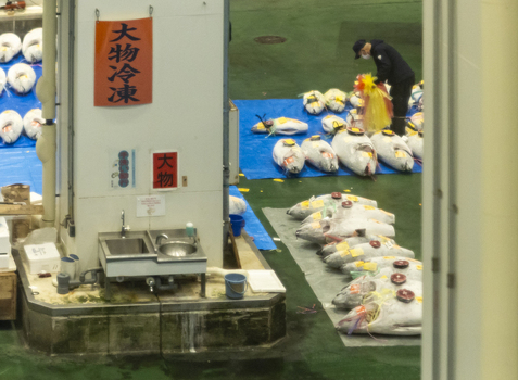 Koto City Japan 25 January 2026 View of a worker inspecting large frozen tuna laid out on tarps at the Toyosu Market auction in the Fisheries Intermediate Wholesale Market Building. Koto City Japan 25 January 2026 View of a worker inspecting large frozen tuna laid out on tarps at the Toyosu Market auction in the Fisheries Intermediate Wholesale Market Building.