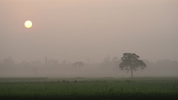 View of a lone tree in a misty field at sunrise Bangladesh.
