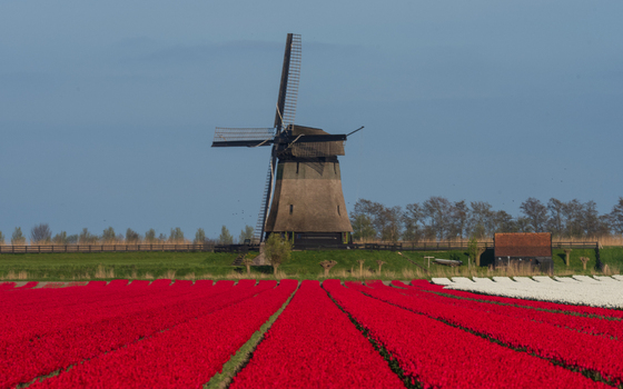 View of the Bovenmolen G windmill standing behind a vibrant field of red and white tulips under a clear blue sky in Schermerhorn Noord Holland Netherlands. View of the Bovenmolen G windmill standing behind a vibrant field of red and white tulips under a clear blue sky in Schermerhorn Noord Holland Netherlands.