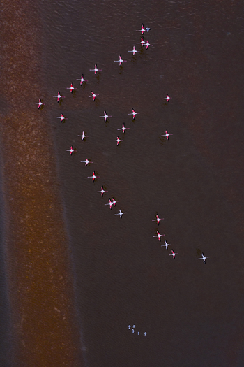 Aerial view of flamingos wading through the reddish brown waters their pink plumage a vibrant contrast against the muted tones San Pedro del Pinatar Region of Murcia Spain. Aerial view of flamingos wading through the reddish brown waters their pink plumage a vibrant contrast against the muted tones San Pedro del Pinatar Region of Murcia Spain.