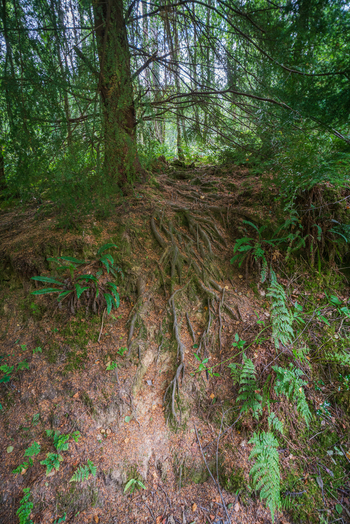 View of exposed tree roots on a mossy slope surrounded by ferns and dense woodland in Deer Park Looe Cornwall United Kingdom. View of exposed tree roots on a mossy slope surrounded by ferns and dense woodland in Deer Park Looe Cornwall United Kingdom.