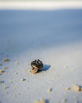 View of a tiny hermit crab scuttling across the vast expanse of white sand a miniature explorer in a sun drenched landscape Paje Unguja South Region Tanzania.