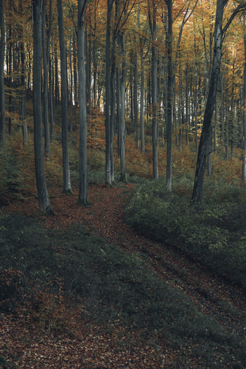 View of a serene beech forest during autumn with tall trunks a winding dirt path covered in fallen leaves and vibrant orange foliage in Krakow Lesser Poland Voivode Poland. View of a serene beech forest during autumn with tall trunks a winding dirt path covered in fallen leaves and vibrant orange foliage in Krakow Lesser Poland Voivode Poland.