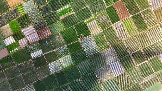 Aerial view of Sembalun agricultural fields Indonesia.