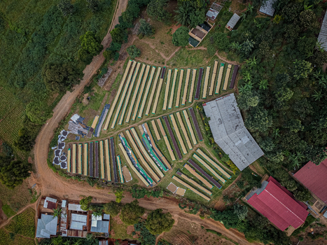 Aerial view of coffee drying beds arranged in rows at a processing facility surrounded by lush vegetation and dirt roads in Bujumbura Burundi.
