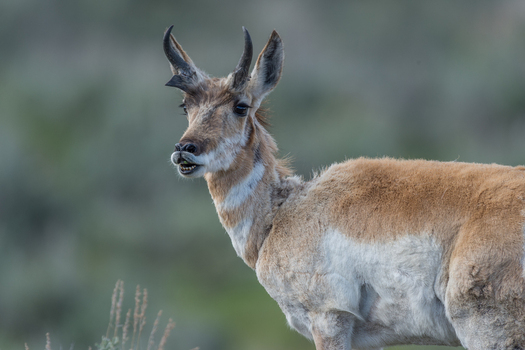 View of a pronghorn antelope standing in the grassy landscape of Yellowstone National Park United States. View of a pronghorn antelope standing in the grassy landscape of Yellowstone National Park United States.