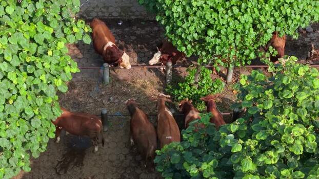 Aerial view of cows at Animal Market Prambanan Indonesia. Aerial view of cows at Animal Market Prambanan Indonesia.