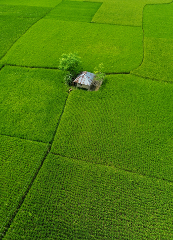 Aerial view of a small hut nestled in the middle of a vibrant green rice paddy field in Joypurhat Rajshahi Division Bangladesh. Aerial view of a small hut nestled in the middle of a vibrant green rice paddy field in Joypurhat Rajshahi Division Bangladesh.