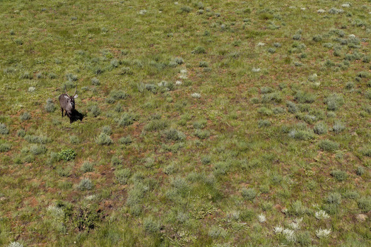 Aerial view of a waterbuck standing in a grassy savanna field with sparse vegetation in Waterberg District Municipality Limpopo South Africa. Aerial view of a waterbuck standing in a grassy savanna field with sparse vegetation in Waterberg District Municipality Limpopo South Africa.