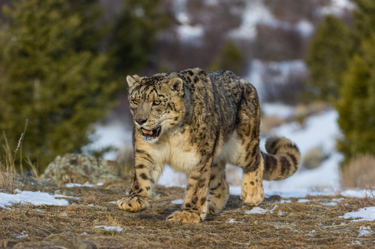 View of a snow leopard walking across rocky snow dusted terrain with pine trees in the background in the USA. View of a snow leopard walking across rocky snow dusted terrain with pine trees in the background in the USA.
