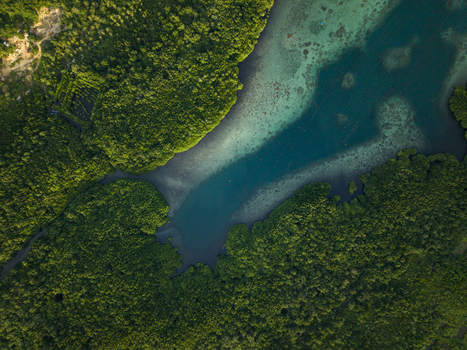 Aerial view of the mangrove forest meeting the turquoise waters a vibrant contrast of deep greens and bright blues Karimunjawa Central Java Indonesia.