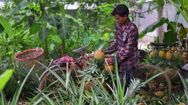 View of a man loading pineapples onto a bicycle Bangladesh. View of a man loading pineapples onto a bicycle Bangladesh.