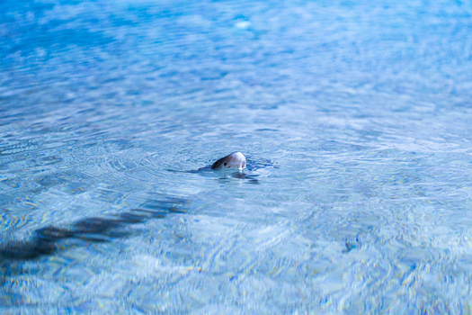 View of a seal s head emerges from the crystal blue water its dark shadow rippling underneath in Pula Istria County Croatia.