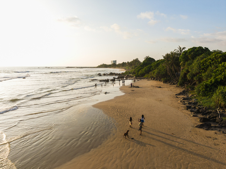 Aerial view of people walking on a sandy beach with a dog lush palm trees and ocean waves under a bright sky in Galle Southern Province Sri Lanka.