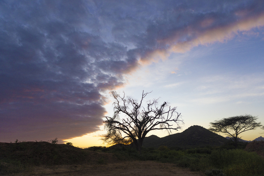 View of a silhouetted leafless tree standing before rolling hills under a dramatic split sky at sunset in Sololo Marsabit County Kenya.