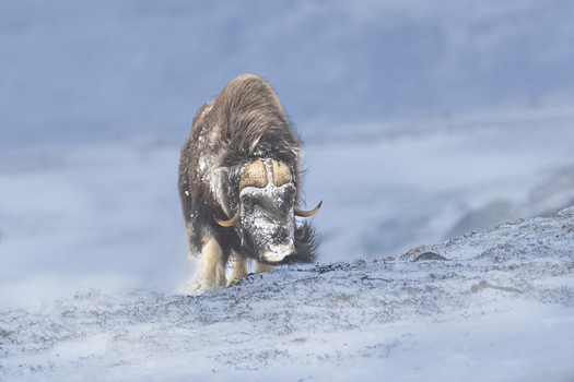 View of a muskox standing in the snow during a winter storm in Dovrefjell National Park Norway. View of a muskox standing in the snow during a winter storm in Dovrefjell National Park Norway.