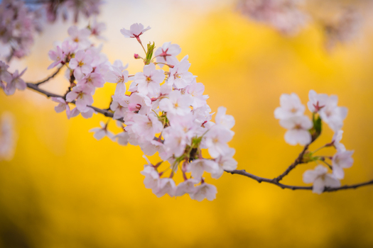 View of cherry blossoms in bloom on a branch against a soft golden background in Vilnius Vilnius County Lithuania. View of cherry blossoms in bloom on a branch against a soft golden background in Vilnius Vilnius County Lithuania.
