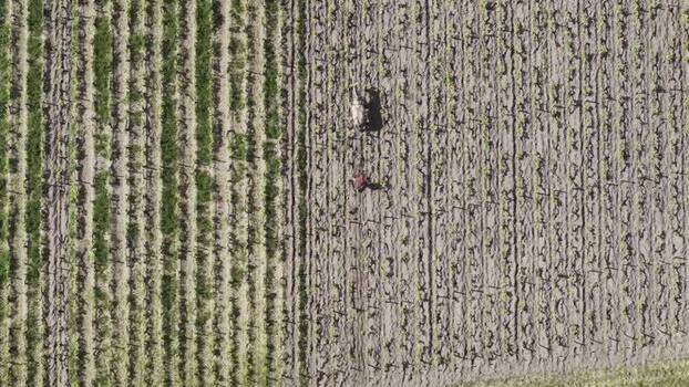 Aerial view of Domaine de Chevalier vineyard with a worker and a horse France. Aerial view of Domaine de Chevalier vineyard with a worker and a horse France.
