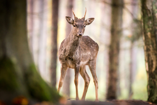 View of a young deer standing in a forest with blurred trees in the background in Debrzno Pomeranian Voivodeship Poland.