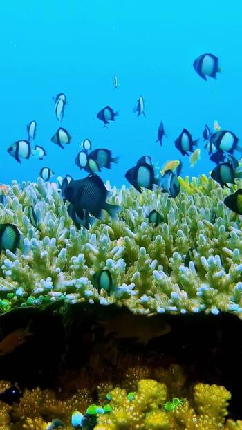 View of tropical fish swimming over a coral reef in Bali Indonesia. View of tropical fish swimming over a coral reef in Bali Indonesia.