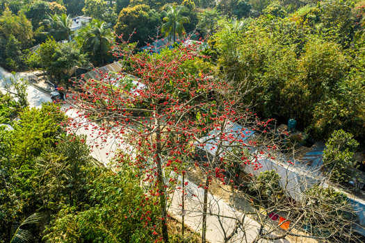 Bogura Bangladesh 06 March 2022 Aerial view of a vibrant red flowered silk cotton tree standing amidst lush green foliage and rural houses in the Rajshahi Division.