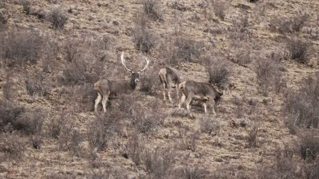 View of deer on a dry hillside China.