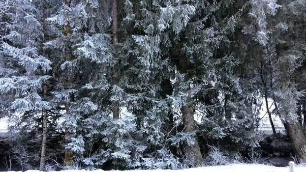 Aerial view of forest covered in snow France.