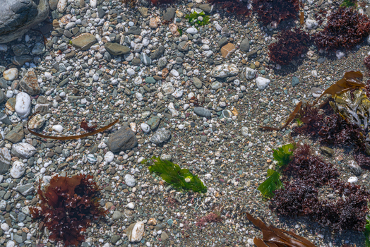 View of colorful pebbles smooth stones and vibrant red and green seaweed resting in a shallow tide pool along the coastline of Looe Cornwall United Kingdom. View of colorful pebbles smooth stones and vibrant red and green seaweed resting in a shallow tide pool along the coastline of Looe Cornwall United Kingdom.
