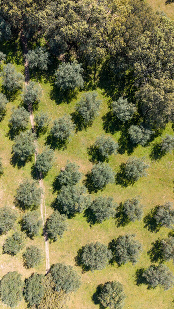 Aerial view of the olive grove s geometric precision meets the wild embrace of the forest edge a tapestry of cultivated serenity Navas del Madrono Extremadura Spain.