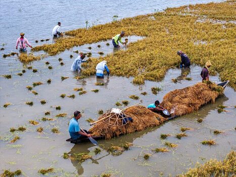 Kishoreganj Bangladesh March 05 2026 Flood affected farmers harvest half submerged Boro paddy in waist deep water racing to save crops as rising haor waters threaten total loss. Kishoreganj Bangladesh March 05 2026 Flood affected farmers harvest half submerged Boro paddy in waist deep water racing to save crops as rising haor waters threaten total loss.