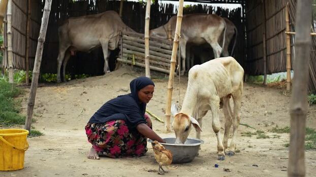 View of a woman feeding a calf in a rural farm Bangladesh. View of a woman feeding a calf in a rural farm Bangladesh.