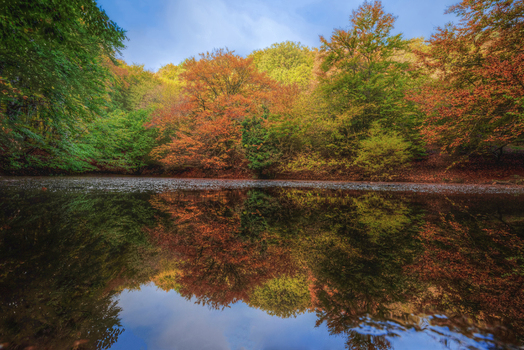 View of the vibrant autumn foliage of the Canfaito forest reflecting in a calm pond under a clear blue sky in San Severino Marche Marche Italy.