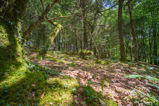 View of the lush woodland in Deer Park featuring moss covered tree trunks fallen branches and a forest floor carpeted with leaves and ferns in Looe Cornwall United Kingdom. View of the lush woodland in Deer Park featuring moss covered tree trunks fallen branches and a forest floor carpeted with leaves and ferns in Looe Cornwall United Kingdom.