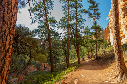View of a hiker walking along a dirt trail surrounded by tall pine trees and the distinctive orange rock formations of Bryce Canyon National Park in Utah United States.