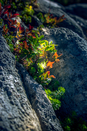 View of alpine vegetation growing between rocky crevices on the slopes of Mount Baker in Whatcom County Washington United States. View of alpine vegetation growing between rocky crevices on the slopes of Mount Baker in Whatcom County Washington United States.