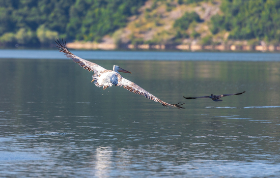 View of a Dalmatian pelican flying low over the calm blue waters of Skadar Lake with green hills in the background Virpazar Bar Municipality Montenegro. View of a Dalmatian pelican flying low over the calm blue waters of Skadar Lake with green hills in the background Virpazar Bar Municipality Montenegro.