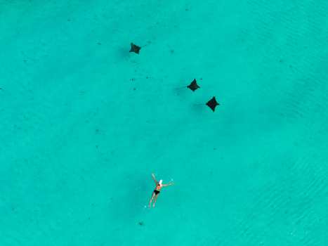 Aerial view of a lone swimmer amidst the graceful ballet of eagle rays in the turquoise waters near Kan island Dhidhdhoo Thiladhunmathi Atoll Maldives.