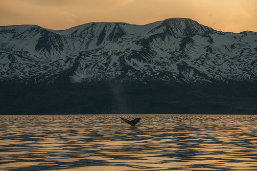 View of a whale breaching the tranquil waters with a backdrop of snow capped mountains painted in golden hues creating a striking contrast H&uacute;sav&iacute;k Nor&eth;ur&thorn;ing Iceland.