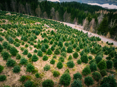 Aerial view of a christmas tree plantation on a hillside with rows of young spruce trees a gravel road dense forest and a distant lake in Rogaland Norway.