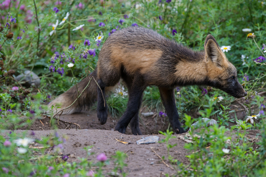 View of a cross fox walking through a meadow filled with colorful wildflowers in Yellowstone National Park United States. View of a cross fox walking through a meadow filled with colorful wildflowers in Yellowstone National Park United States.