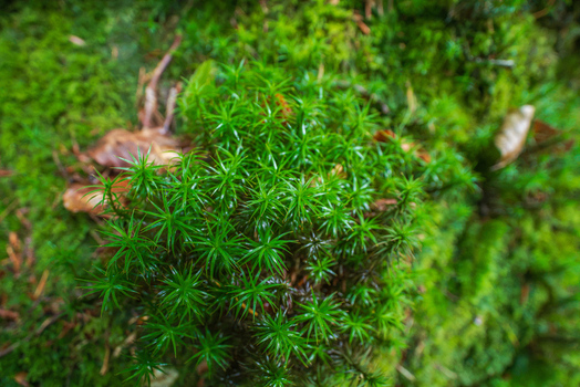 View of vibrant green star moss growing on the forest floor in Deer Park Looe Cornwall United Kingdom. View of vibrant green star moss growing on the forest floor in Deer Park Looe Cornwall United Kingdom.
