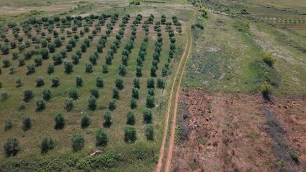 Aerial view of olive grove in Belsh Albania.