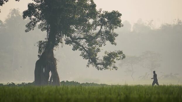 View of a man walking past a large tree in a misty field Bangladesh.