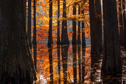 View of swamp forest with vibrant orange autumn foliage reflecting in the calm water in Branesti Ilfov County Romania. View of swamp forest with vibrant orange autumn foliage reflecting in the calm water in Branesti Ilfov County Romania.