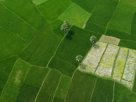 Aerial view of lush green rice paddies and agricultural fields with scattered palm trees in the rural landscape of Joypurhat Rajshahi Division Bangladesh. Aerial view of lush green rice paddies and agricultural fields with scattered palm trees in the rural landscape of Joypurhat Rajshahi Division Bangladesh.