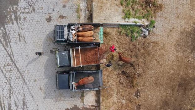 Aerial view of cattle being loaded onto trucks in Indonesia. Aerial view of cattle being loaded onto trucks in Indonesia.