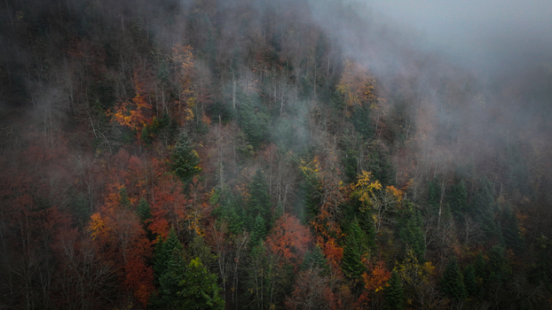 Aerial view of autumnal trees rising through the misty veil a symphony of reds greens and golds painted across the landscape Route du Creux du Cerf Gex Auvergne Rhône Alpes France. Aerial view of autumnal trees rising through the misty veil a symphony of reds greens and golds painted across the landscape Route du Creux du Cerf Gex Auvergne Rhône Alpes France.